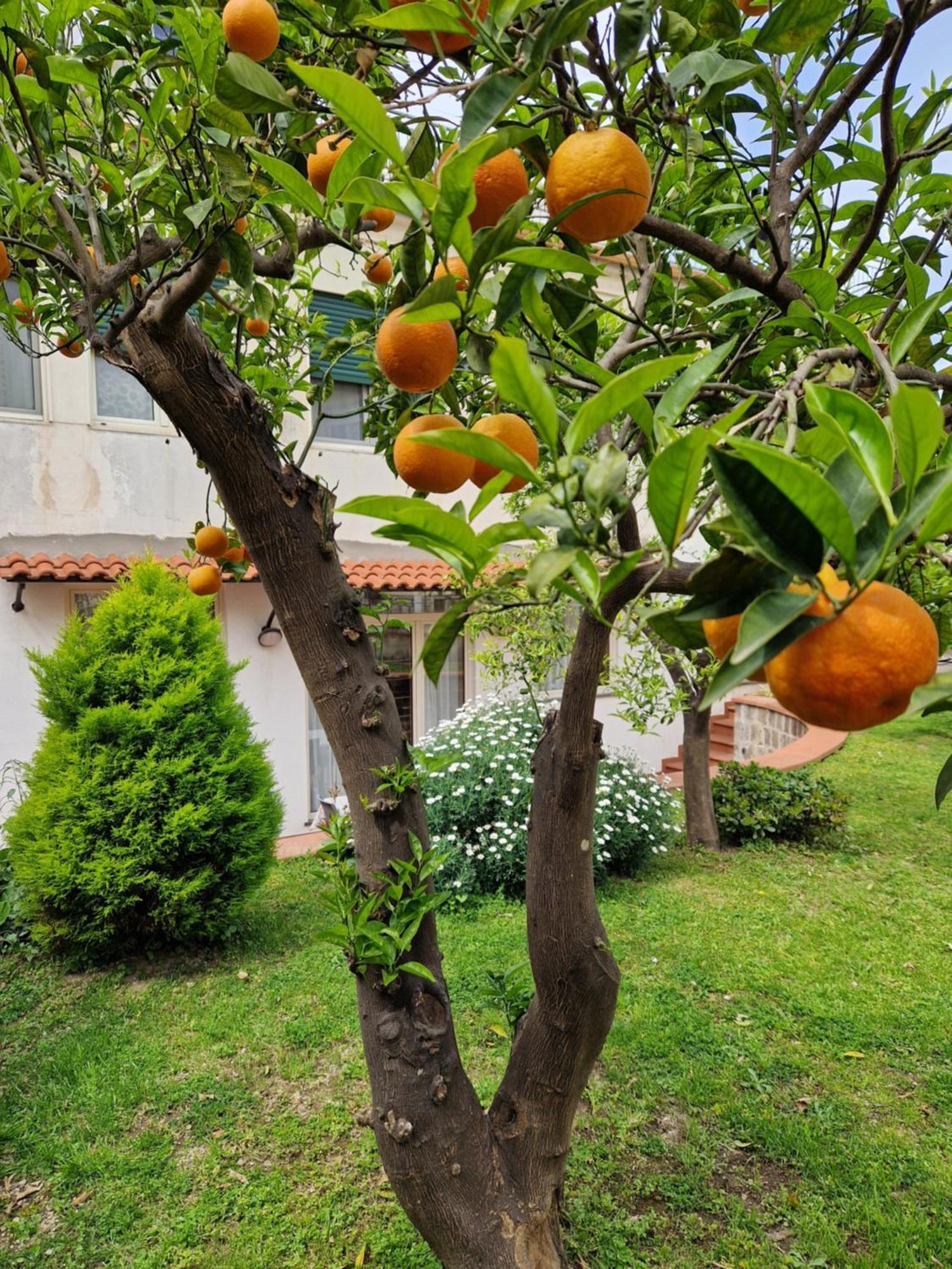 Il Giardino Dei Gigli Apartment Meta Exterior photo